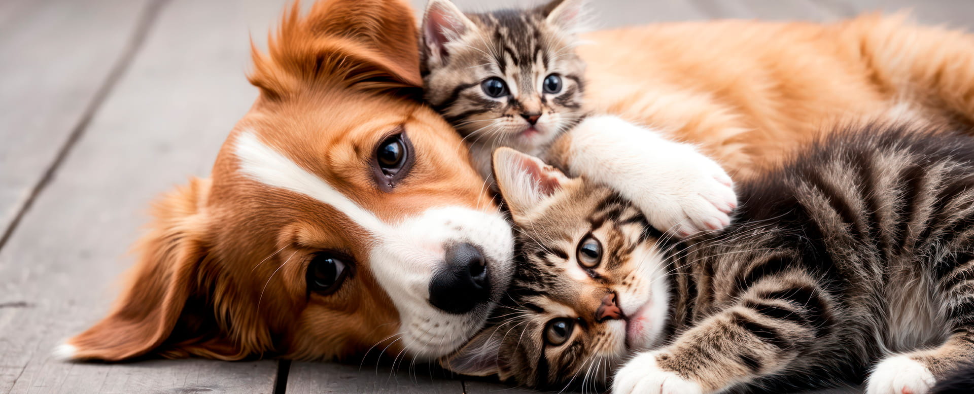 «Страхование домашних животных» | Страхование «Для тех, кто важен»