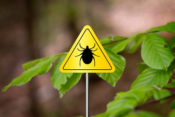 Страхование «Для тех, кто важен» - Антиклещ